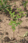 Warty spurge